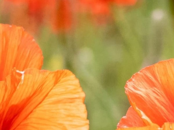 Openingstijden Najaar 2025